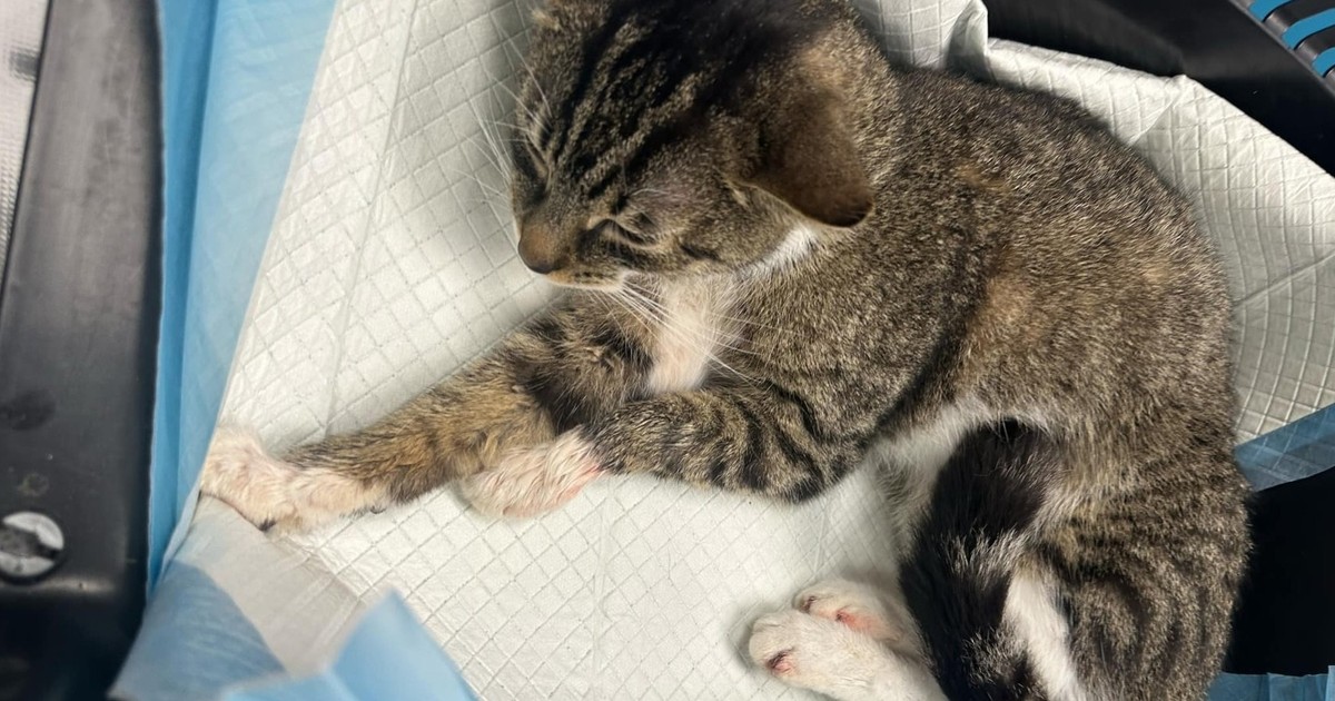 Skatowany kot z Torunia